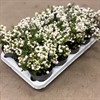 PERNETTYA 10,5 CM VIT 1X15